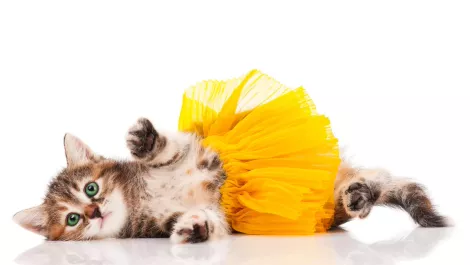 Gettyimages 482435302