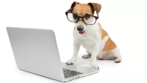 Wifi top dog