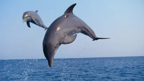 Leaping dolphins